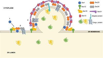 Export Control: Post-transcriptional Regulation of the COPII Trafficking Pathway